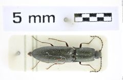 Foto (Dorsalansicht) von Corymbitodes chassaini (Schimmel & Tarnawski, 2015) (NHMW-ZOO-COL-0008363)